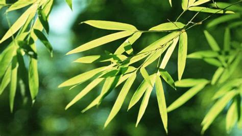 家养的竹子黄叶子是什么原因