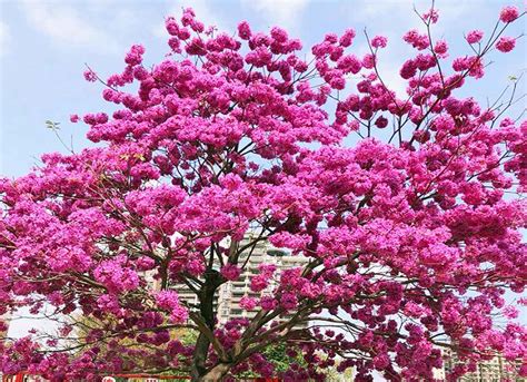 广州哪里有紫花风铃木观赏地点?
