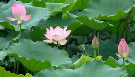 荷花的特点.