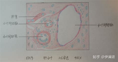 肾小体切片红蓝铅笔手绘图