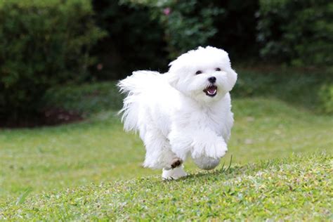 什么是图莱亚尔绒毛犬,宠物图莱亚尔绒毛犬的习性特征与喂养等介绍
