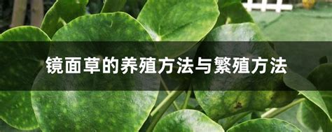 金钱草怎么养殖?