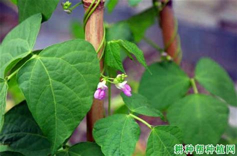 菜豆开花结果有什么特点