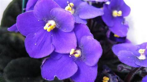 紫罗兰花有什么香味?