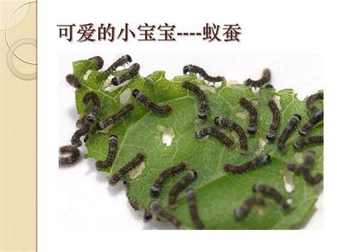 我的蚕宝宝_优秀小学状物作文350字[汇总5则]