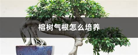 榕树气根有什么用?