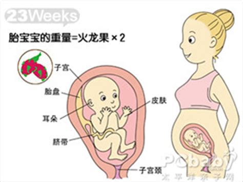 试析影响胎儿发育的因素