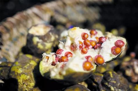 孕妇是不是不能吃芡实