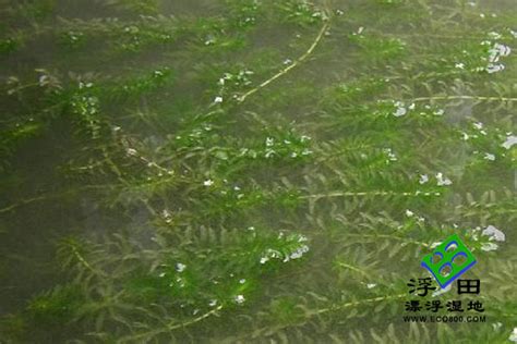 水草上的黑藻如何清除，物理化学方法都可以！要效果好的！