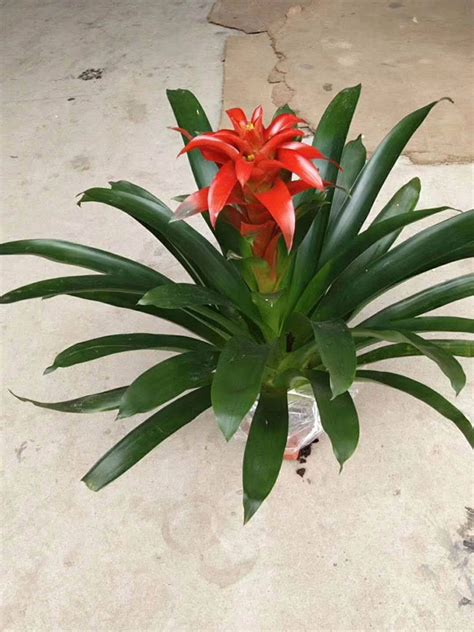 怎么養鴻運當頭花啊?