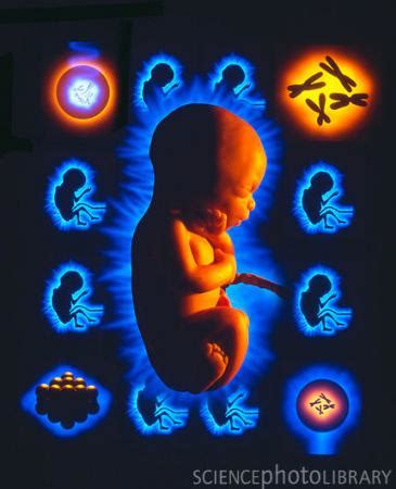 囊胚染色体异常是什么原因