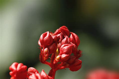 看圖片,這開紅花的是什么花?