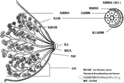 移植后乳房不胀的会成功吗