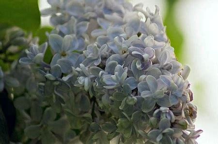 欧洲丁香花和丁香花的区别是什么?