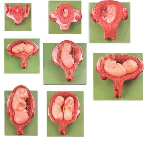 四个月的胎儿器官都发育好了吗