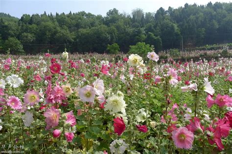 四川的花是啥子花?