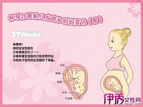 孕早期胎儿正常发育的表现