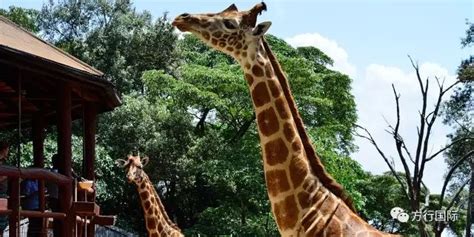 肯尼亚长颈鹿庄园和长颈鹿公园是同一处吗
