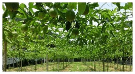 如何种植百香果盆栽 百香果种植方法技术