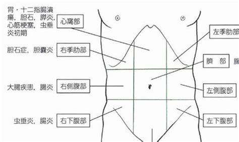 女性腹部器官对照表