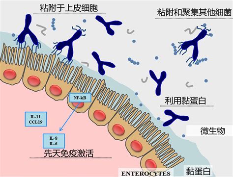 便秘喝哪种益生菌