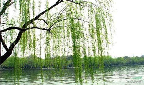 顽强的柳树-植物作文600字[共4篇]