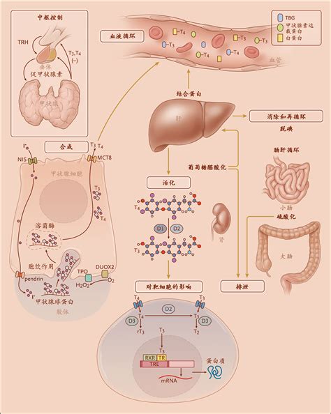 促甲状腺激素5.9怀孕