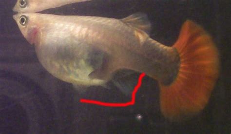 熱帶魚在生小魚前有什么反應(yīng)?