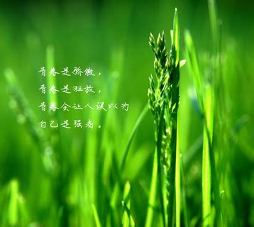 文艺小青年语录