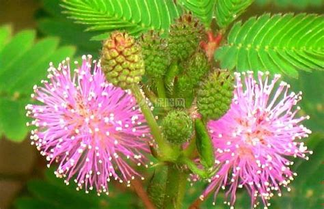 有趣的害羞草-状物作文200字(推荐4则)