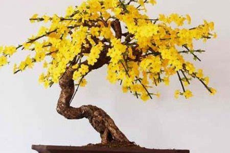 迎春花-写景作文350字【合计4则】