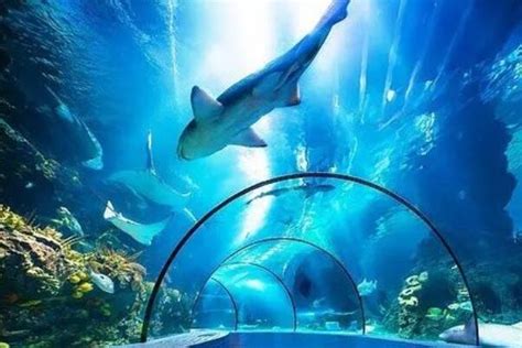 水母_参观海洋馆周记400字（共计9则）