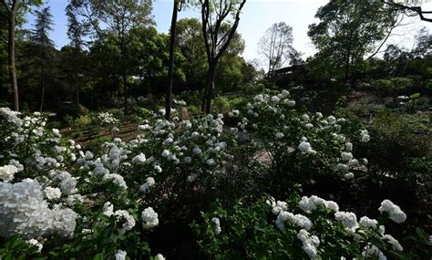 荚蒾花是怎样的花?什么样子的.