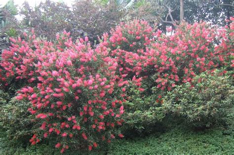 家里买的盆景 红千层 70厘米高 买来的时候花开的红红的 慢慢的花也干了 树叶也干了 原盆的土是沙土