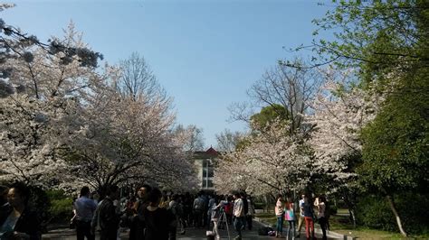 南京林业大学在什么位置