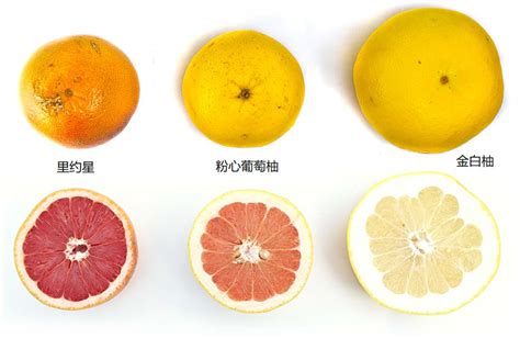 葡萄柚里面是什么颜色的