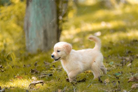 金毛犬价格多少?