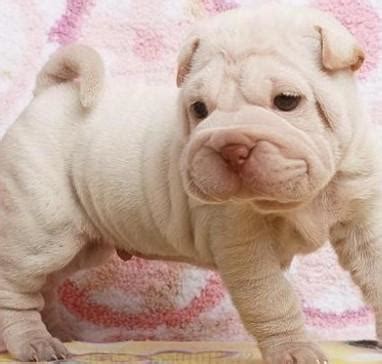 沙皮的伤心微博说说【优秀63条】