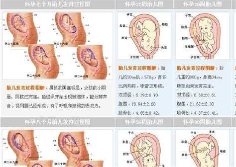 怀孕7周乳房还胀了会不会胎停了