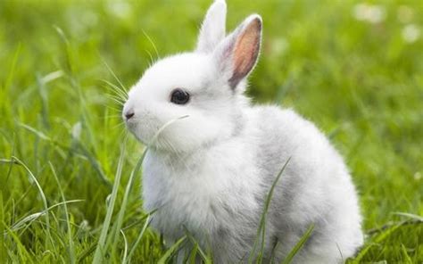 家兔的特点与生活习性