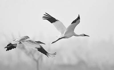 首批白鹤飞临鄱阳湖越冬栖息，拍鸟佳期来临，拍鸟注意事项