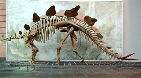 化石恐龙