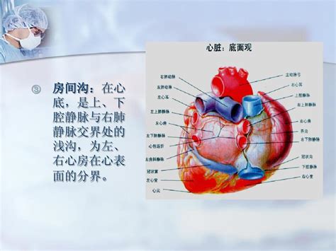 胸口部位对照表