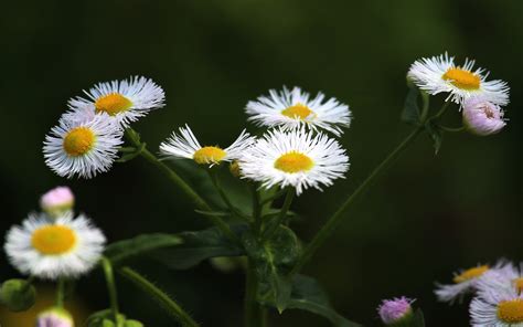 常见花图片