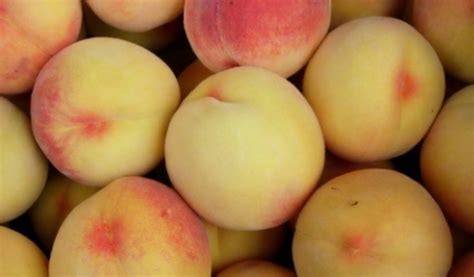 桃品种有哪些类型?