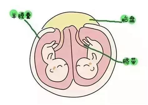 胎儿的性别是什么时候形成的