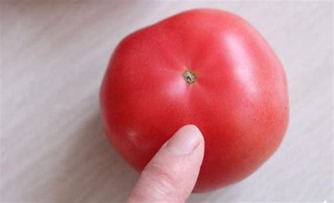 西红柿就是番茄吗?