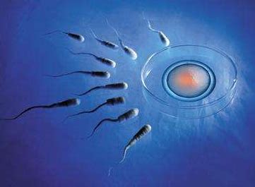男性备孕吃什么精子质量好