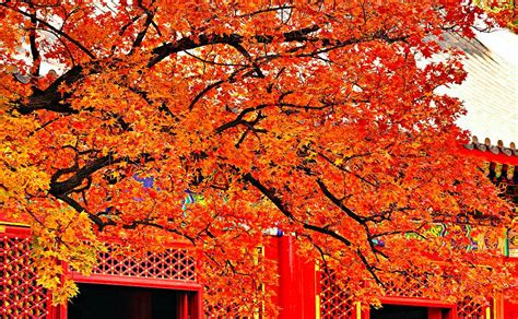 秋的诗意，红叶狩