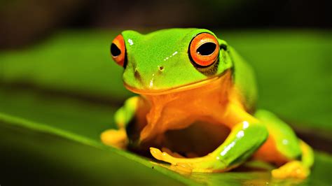 很青草一样绿的青蛙有没有毒